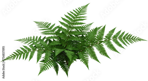Vibrant Green Fern Plant with Intricate Fronds.
