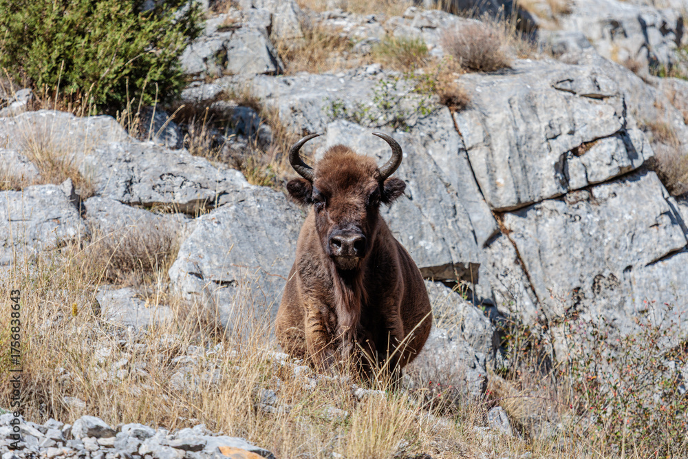 Naklejka premium Bison bonasus. European bison in the mountains, looking straight ahead. Anciles Valley, Cantabrian Mountains, Riaño, León, Spain.