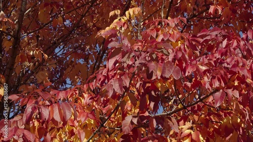 Leaves red color. Nature fall beauty. Fall season weather. Red autumn leaf natural background, 4k. Autumn nature. Red leaves on forest tree. Seasonal autumnal tree. Autumn red leaves
