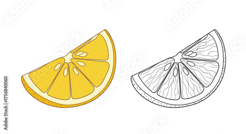 A single slice of citrus fruit in full color and a black and white outline drawing.