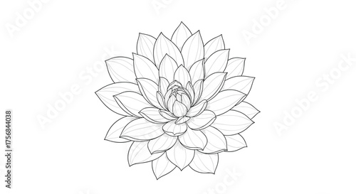 A beautiful delicate succulent plant sketch with detailed layered petals.