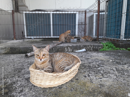 Relaxed Tabby Cat Lounging in a Woven Basket Surrounded by Other Cats Outdoors