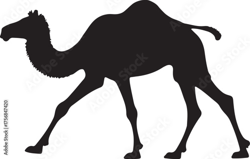 Black silhouette of a dromedary camel walking white background