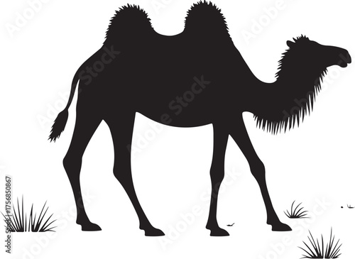 camel vector illustration