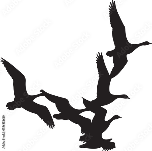 Flock of geese flying in silhouette birds
