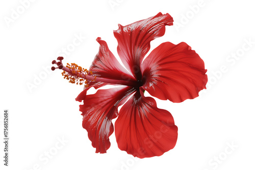 Vibrant red hibiscus flower isolated on transparent background for tropical design elements