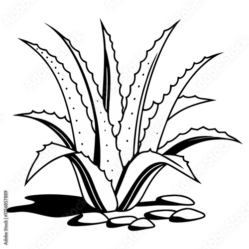 Aloe Vera Vector Illustration | Black and White Botanical Line Art for Organic Cosmetic and Herbal Design.
