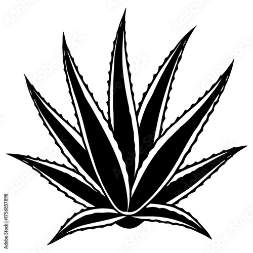 Aloe Vera Vector Illustration | Black and White Botanical Line Art for Organic Cosmetic and Herbal Design.