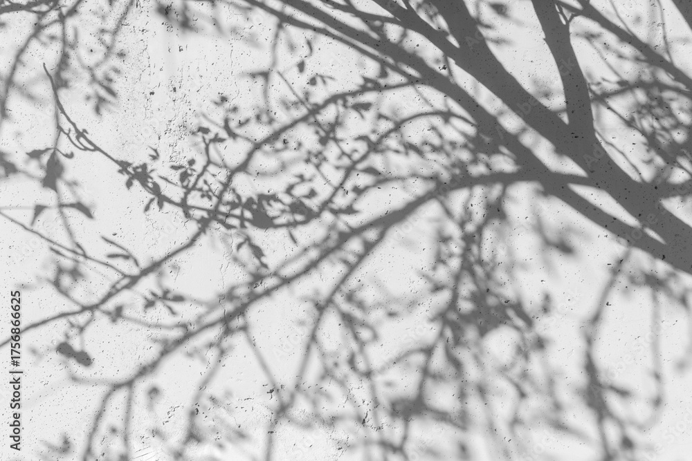 Obraz premium A background of shadows of branches and leaves of trees forming a subtle organic pattern on a monochrome background.