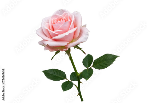 Fototapeta Naklejka Na Ścianę i Meble -  Elegant light pink rose isolated PNG on transparent background, delicate flower with green stem and leaves for wedding invitations and floral designs