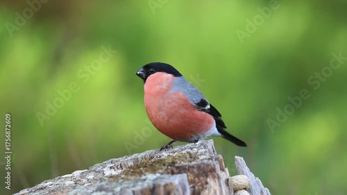Eurasian bullfinch
