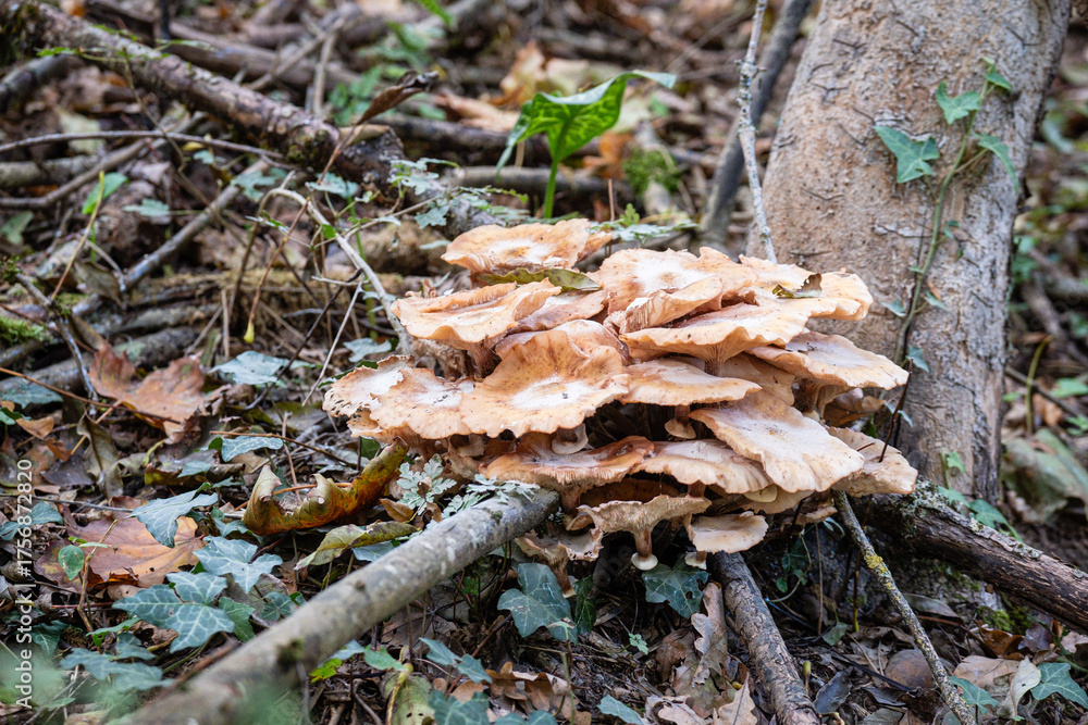 Fototapeta premium LES CHAMPIGNONS