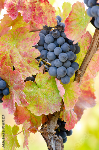 Wallpaper Mural Blue grape cluster on vine closeup photo Torontodigital.ca