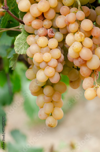 Wallpaper Mural Green grapes on vine over grape leaves bright background Torontodigital.ca