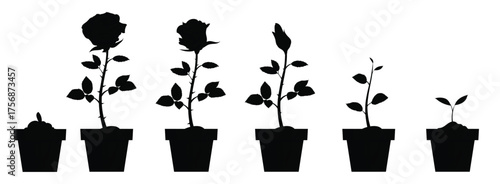 beautiful red rose flower growth and development stages 