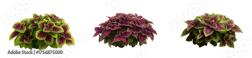 Three coleus plants with vibrant green and deep red foliage, isolated on transparent background