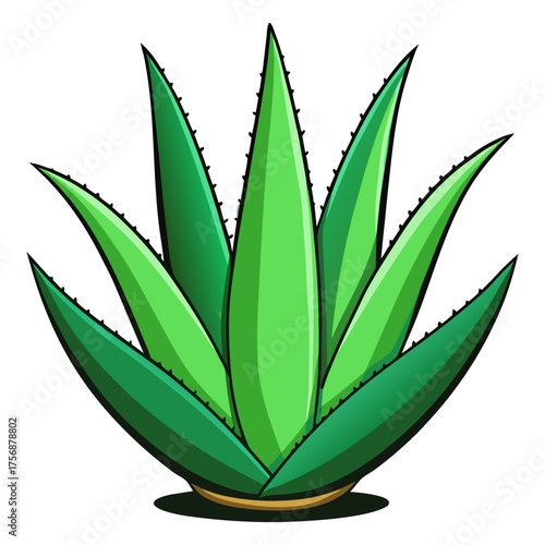 Fresh Aloe Vera Plant Isolated on Transparent Background | Natural Herbal Skincare Ingredient.