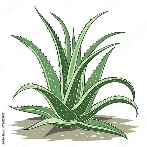 Fresh Aloe Vera Plant Isolated on Transparent Background | Natural Herbal Skincare Ingredient.