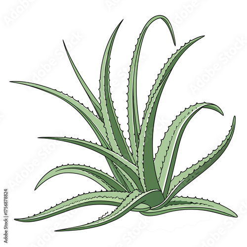 Fresh Aloe Vera Plant Isolated on Transparent Background | Natural Herbal Skincare Ingredient.