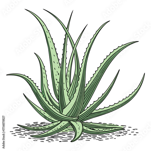 Fresh Aloe Vera Plant Isolated on Transparent Background | Natural Herbal Skincare Ingredient.