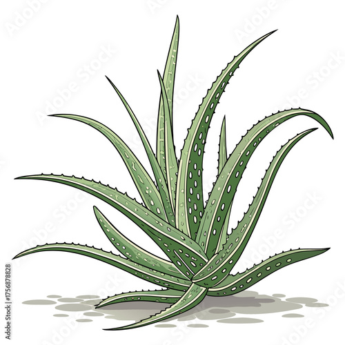 Fresh Aloe Vera Plant Isolated on Transparent Background | Natural Herbal Skincare Ingredient.