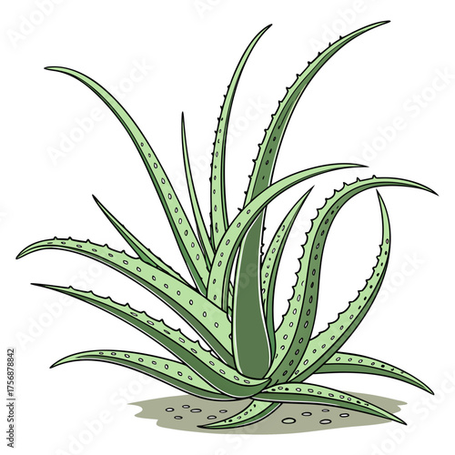 Fresh Aloe Vera Plant Isolated on Transparent Background | Natural Herbal Skincare Ingredient.