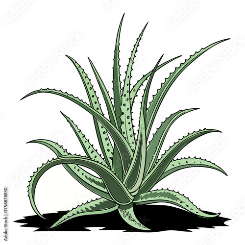 Fresh Aloe Vera Plant Isolated on Transparent Background | Natural Herbal Skincare Ingredient.