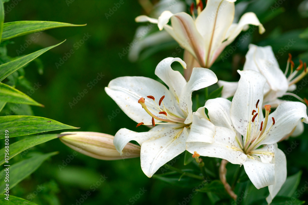 Fototapeta premium Cluster of white lilies opens in garden, speckled petals curling back to reveal brown stamens and pale buds, captured close up in natural light against lush green foliage