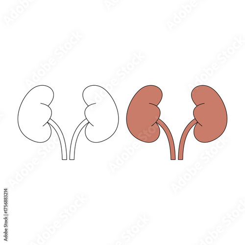 kidneys. internal organs. health theme. vector illustration