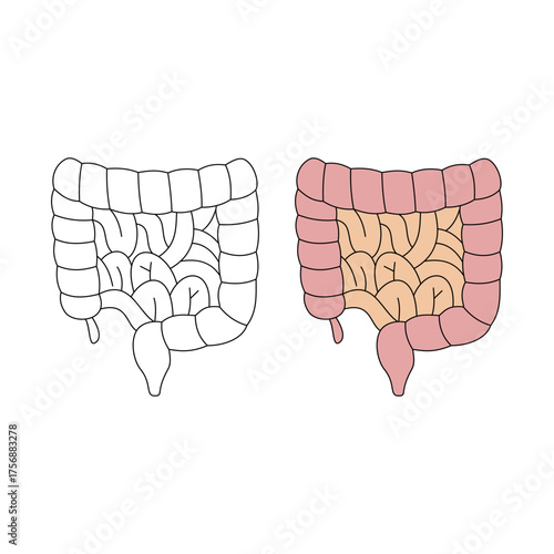 intestines. internal organs. health theme. vector illustration