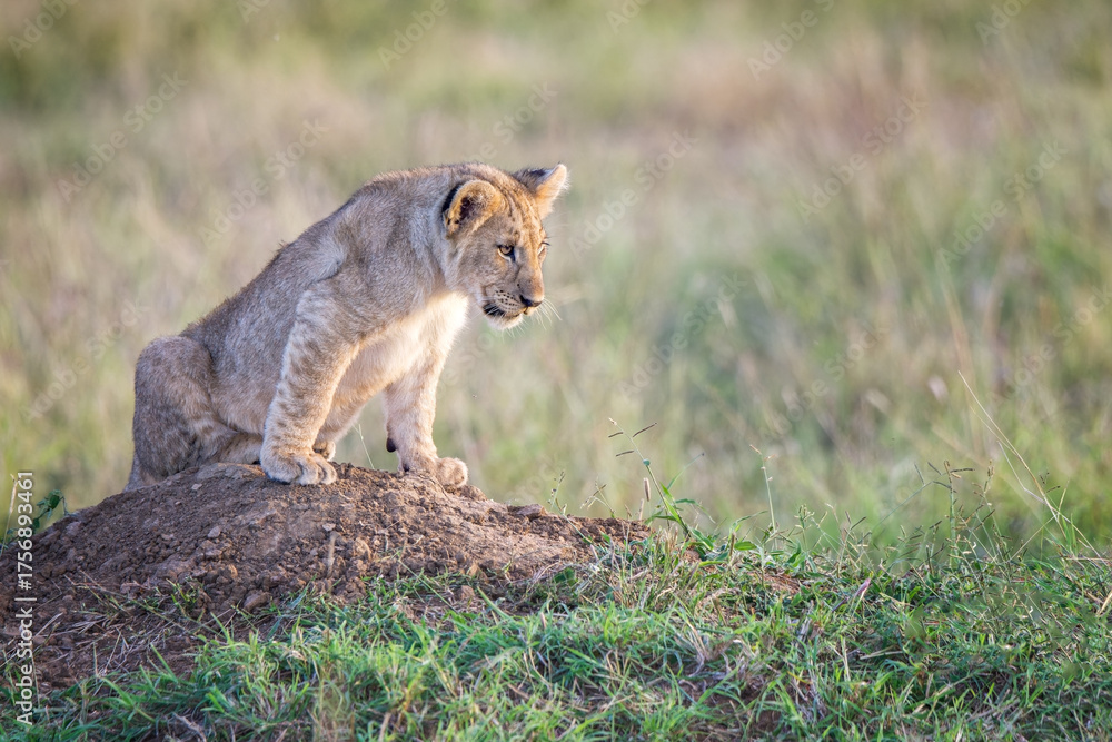 Obraz premium Young lion cub on an anthill