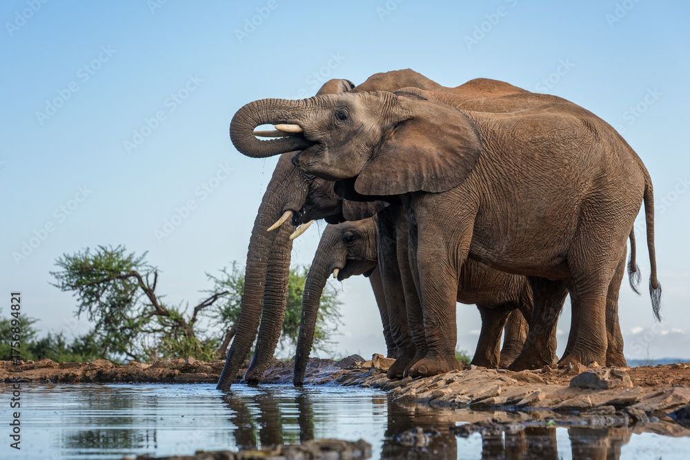 Obraz premium Afrivan Elephant Herd at the water