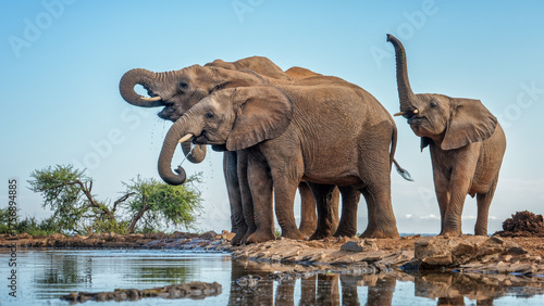 Obraz na płótnie elephant communication