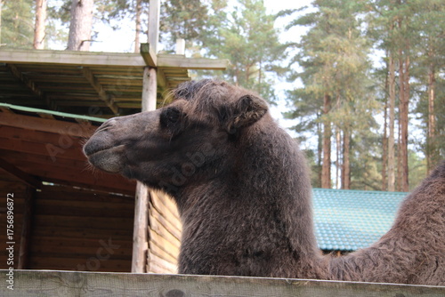 camel's head is large,