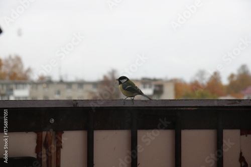 the yellow tit is large, sideways, and beautiful,