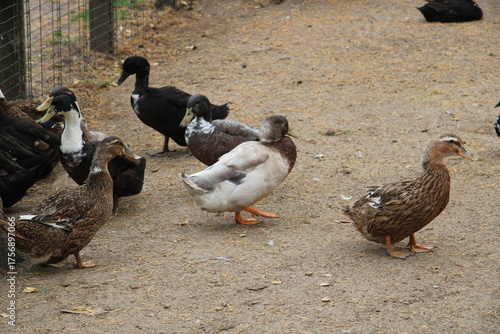 ducks walk a lot behind the fence, large ones,