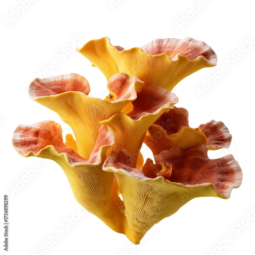 Realistic studio macro photo of Laetiporus sulphureus mushroom, also known as sulphur shelf or chicken of the woods, with vivid yellow orange layers isolated on transparent background in high detail