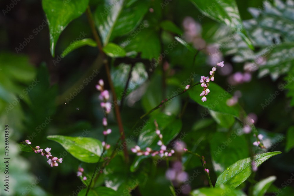 Obraz premium 秋の森 ミズヒキのピンク色の小さな花16