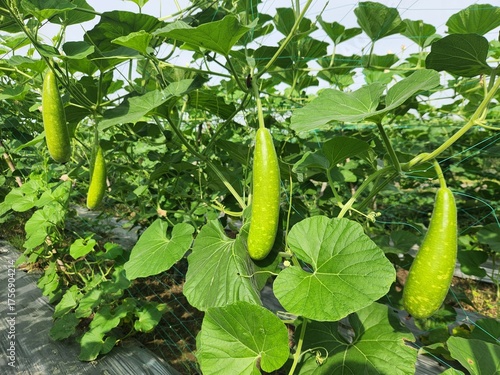 Photos Bottle Gourd (Lau/Lauki) Plant Growing in a Vegetable Garden