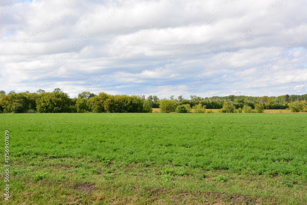 Fototapeta premium Vibrant Green Field and Lush Tree Line Under a Cloudy Sky