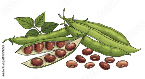 Fresh green bean pods bursting with ripe kidney beans ready for harvest and cooking.