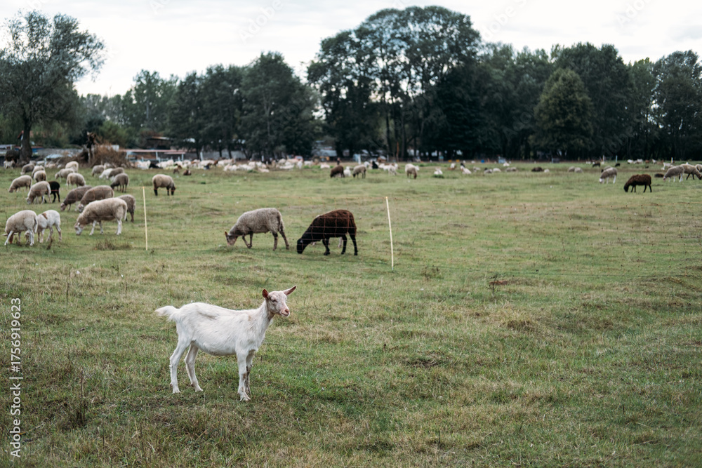 Obraz premium White goat stands near fenced grazing area with mixed sheep flock in rural farmland. Local meat production, small-scale farming, food transparency, rural sustainability