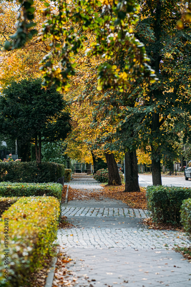 Naklejka premium A quiet residential sidewalk winds through hedges and trees with golden autumn leaves. Walkable cities, neighborhood greenery, seasonal street design, everyday urban nature