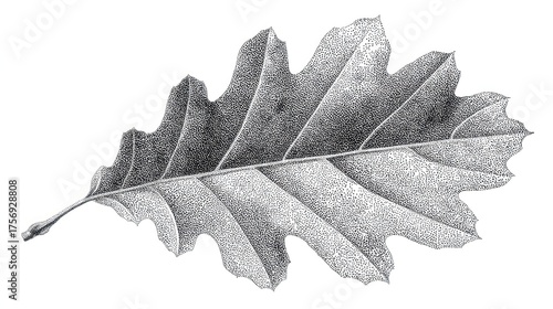 Detailed stippled illustration of an oak leaf on a white background