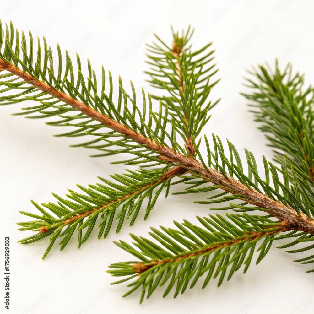 Fototapeta premium Flowers and Leaves in Christmas New year PNG concept. Pine branch with green needles on a light background.