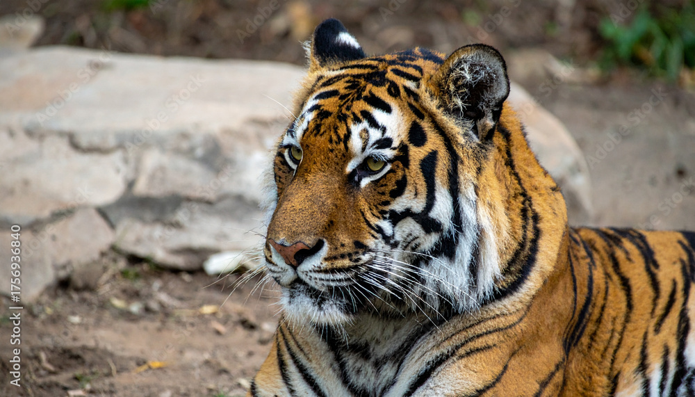 Obraz premium Close-up of a majestic tiger gazing with intense focus in its natural habitat.