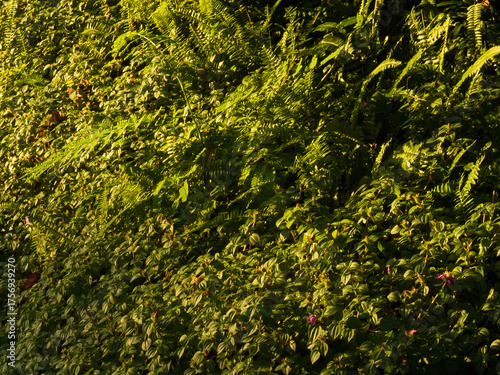  A Vibrant Wall of Lush Green Foliage
