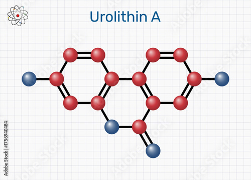 Urolithin A molecule. Nutraceuticals, sports recovery. Sheet of paper in a cage. Molecular model. Vector Illustration
