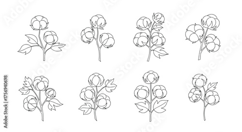 Botanical illustrations of flowering plants and their seeds.