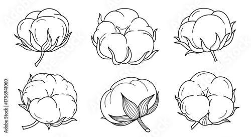 A collection of hand-drawn illustrations of fluffy cotton bolls.
